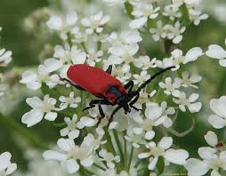 Attēlu rezultāti vaicājumam “Lygistopterus sanguineus larva”