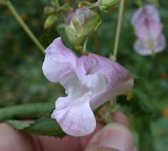 Attēlu rezultāti vaicājumam “Impatiens glandulifera flower”