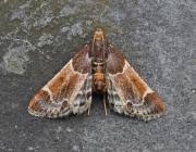 Attēlu rezultāti vaicājumam “Pyralis farinalis”