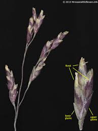 Attēlu rezultāti vaicājumam “Puccinellia distans”