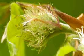 Attēlu rezultāti vaicājumam “Fagus sylvatica flower”