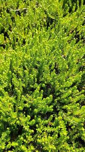 Attēlu rezultāti vaicājumam “Empetrum nigrum”