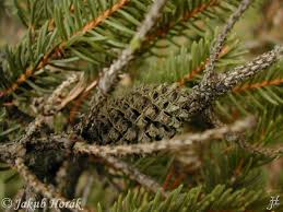 Attēlu rezultāti vaicājumam “Sacchiphantes abietis exuvia”