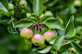 Attēlu rezultāti vaicājumam “Malus x zumi”