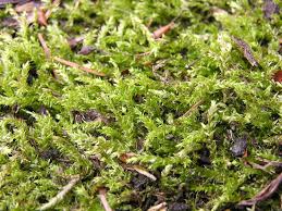 Attēlu rezultāti vaicājumam “Brachythecium”