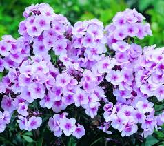 Image result for Phlox paniculata `Bright Eyes`