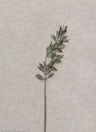 Attēlu rezultāti vaicājumam “Poa compressa”