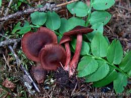 Attēlu rezultāti vaicājumam “Cortinarius sanguineus”