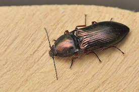 Attēlu rezultāti vaicājumam “Selatosomus aeneus”