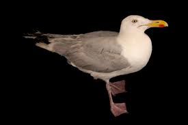 Attēlu rezultāti vaicājumam “Larus argentatus”