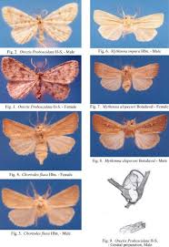 Attēlu rezultāti vaicājumam “Chortodes fluxa”