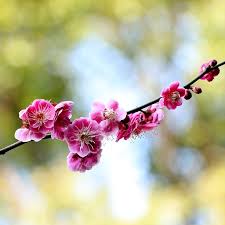 Attēlu rezultāti vaicājumam “Prunus (plum-tree) flower”