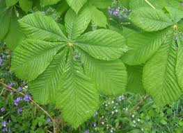 Attēlu rezultāti vaicājumam “Aesculus hippocastanum leaf”