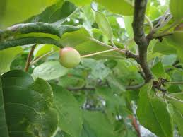 Attēlu rezultāti vaicājumam “Malus mandshurica fruit”