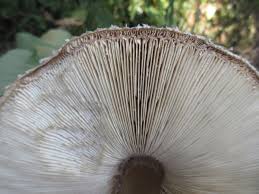 Attēlu rezultāti vaicājumam “Macrolepiota rhacodes”