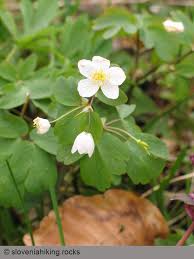 Attēlu rezultāti vaicājumam “Isopyrum thalictroides flower”