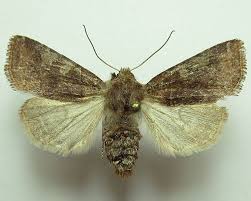 Attēlu rezultāti vaicājumam “Cerastis leucographa”