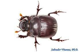 Attēlu rezultāti vaicājumam “Scarabaeidae”