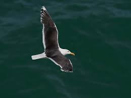 Attēlu rezultāti vaicājumam “Larus marinus”