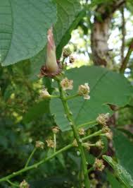 Attēlu rezultāti vaicājumam “Taphrina padi”