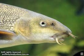 Image result for Barbus barbus