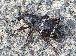 Attēlu rezultāti vaicājumam “Hylobius pinastri”