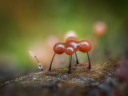 Attēlu rezultāti vaicājumam “Collaria rubens”