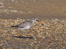 Attēlu rezultāti vaicājumam “Pluvialis squatarola”