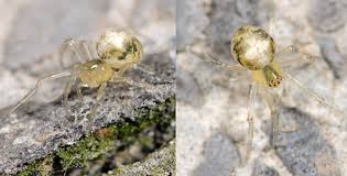 Attēlu rezultāti vaicājumam “Paidiscura pallens”