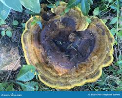 Attēlu rezultāti vaicājumam “Phaeolus schweinitzii”