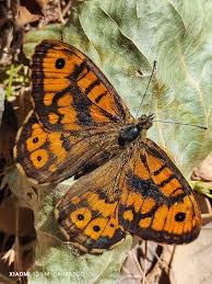 Attēlu rezultāti vaicājumam “Lasiommata megera”