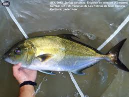 Image result for Seriola rivoliana