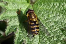 Attēlu rezultāti vaicājumam “Syrphus torvus”