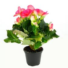 Image result for Бегония Элатиор 12х22 4601887072423