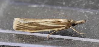 Attēlu rezultāti vaicājumam “Crambus pratella”