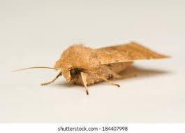 Attēlu rezultāti vaicājumam “Laothoe populi imago”