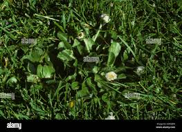 Attēlu rezultāti vaicājumam “Bellis perennis bud”