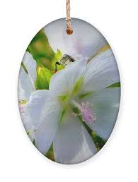 Attēlu rezultāti vaicājumam “Malva moschata alba flower”