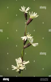 Attēlu rezultāti vaicājumam “Silene tatarica”