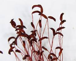 Attēlu rezultāti vaicājumam “Ceratodon purpureus”