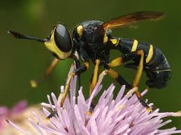 Attēlu rezultāti vaicājumam “Conopidae”