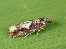 Attēlu rezultāti vaicājumam “Epinotia immundana”