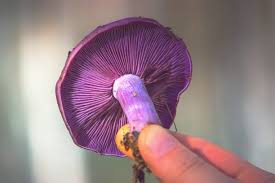 Attēlu rezultāti vaicājumam “Cortinarius violaceus”