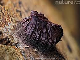 Attēlu rezultāti vaicājumam “Stemonitis flavogenita”