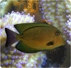 Image result for Ctenochaetus hawaiiensis