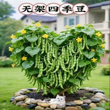Image result for 春粒