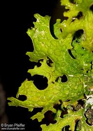 Attēlu rezultāti vaicājumam “Lobaria pulmonaria”