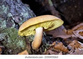 Attēlu rezultāti vaicājumam “Tricholomopsis decora”