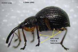 Attēlu rezultāti vaicājumam “Protapion sp.”