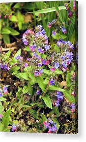 Attēlu rezultāti vaicājumam “Pulmonaria angustifolia flower”
